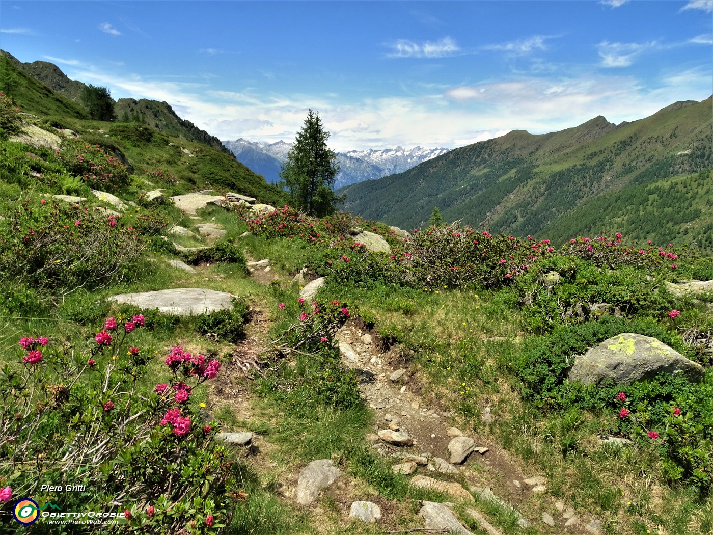 50 Rododendri rossi (Rhododendron ferrugineum) sul sent. 112 con vista in Valle Lunga.JPG